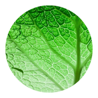 Extracto de clorofila